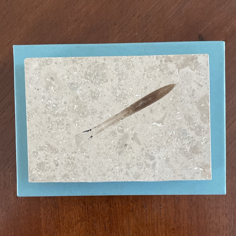Prehistoric Fossil From Jurassic Period In Stone